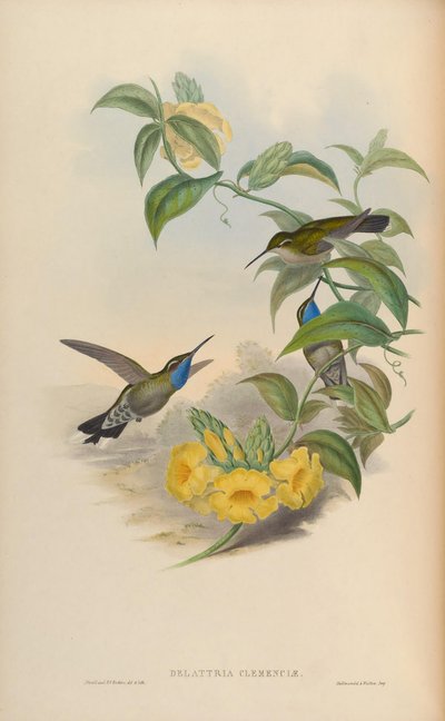 Delattria clemenciae = Lampornis clemenciae - John Gould